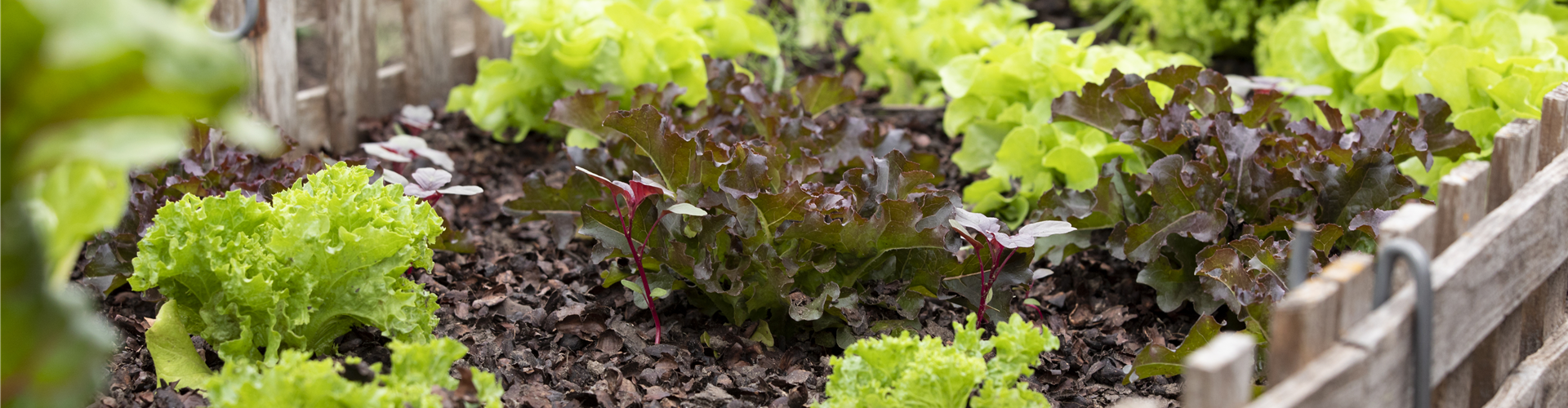 Beet mit Salat