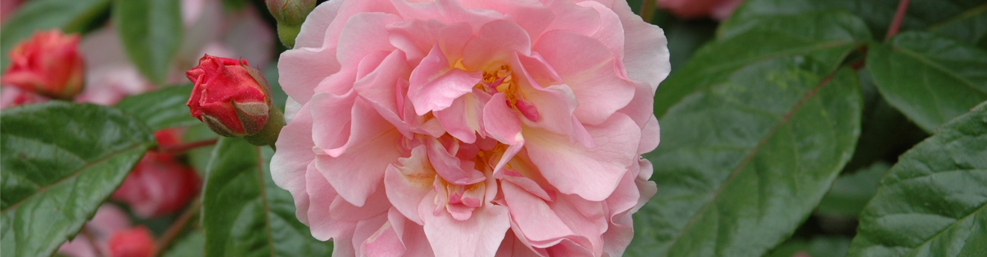 Strauchrose, rosa