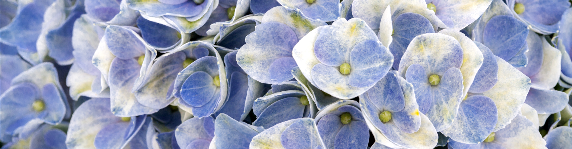 Hydrangea macrophylla 'Magical Revolution'®, blau
