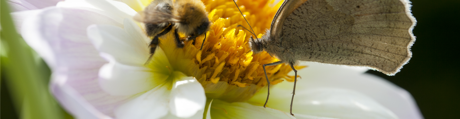 Schmetterling und Biene