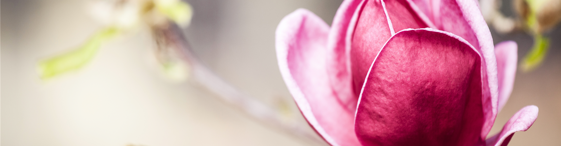 Magnolia 'Genie'®