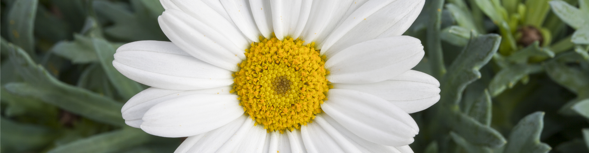 Leucanthemum
