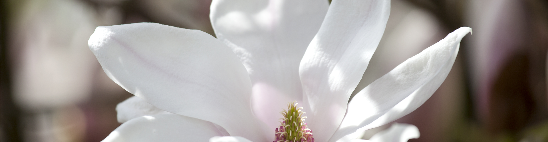 Magnolia x soulangiana 'San Jose'