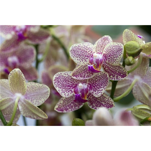 ORCHIDEEN GEGEN DEN WINTERBLUES!