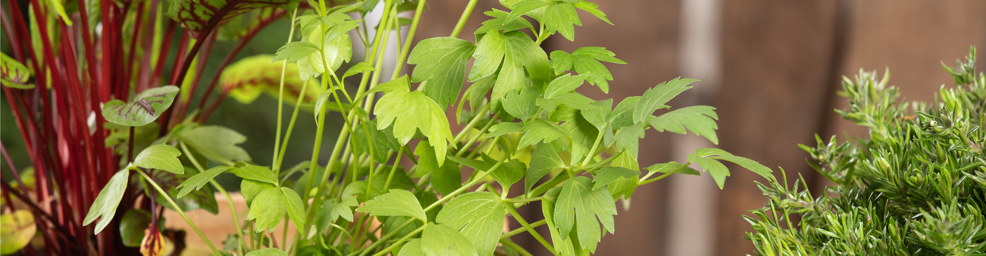 Levisticum officinale