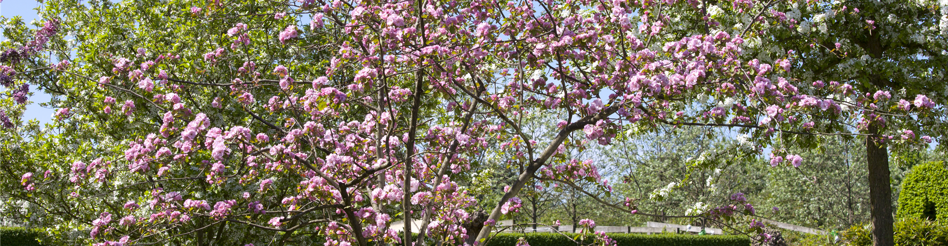 Malus 'Brandy Magic'