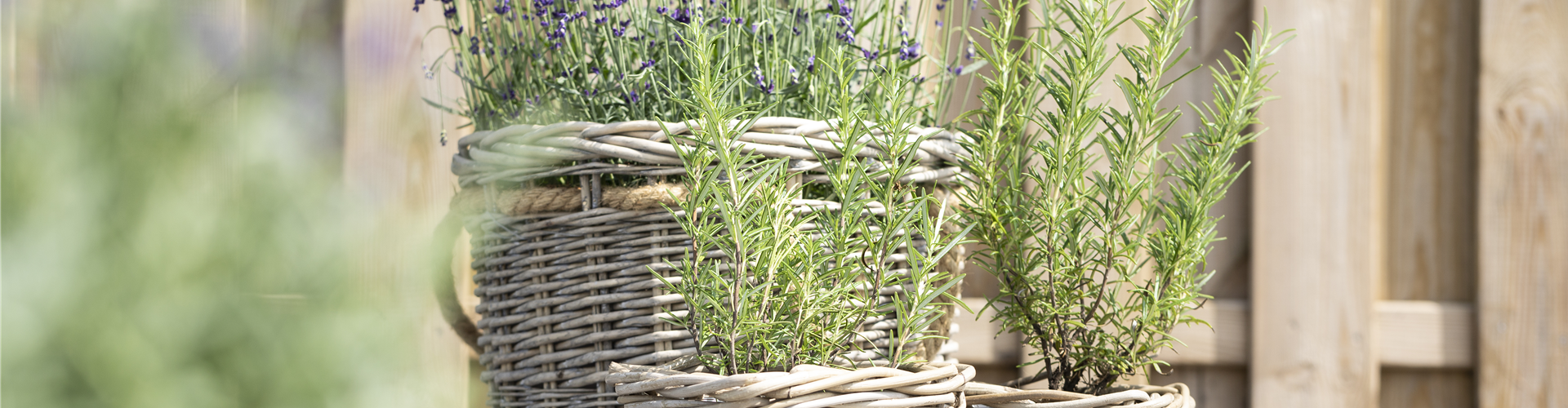 Rosamrinus officinalis, Lavandula angustifolia