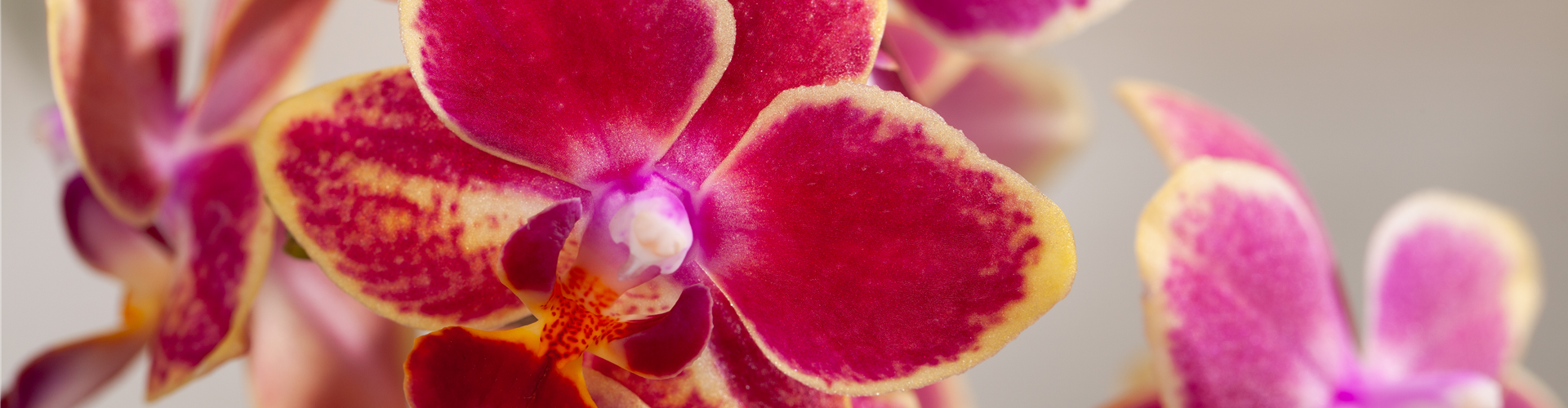 Phalaenopsis multiflora