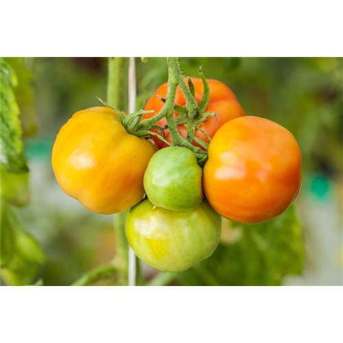 WIE GEHT... OMA'S SUPERFOOD?