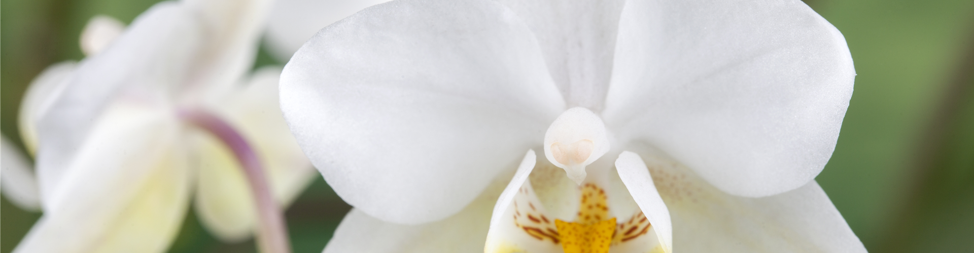 Phalaenopsis 'Wild Orchid'