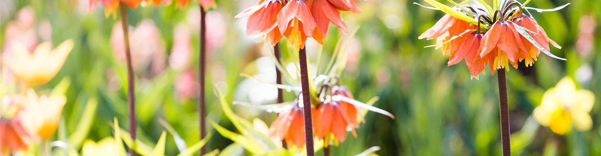 Fritillaria imperialis