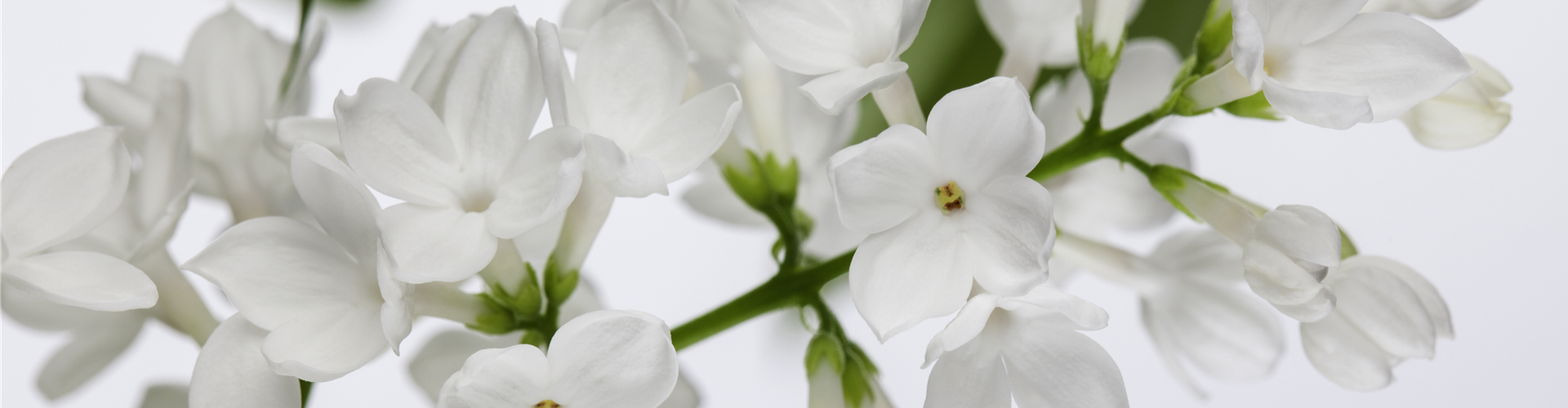 Syringa