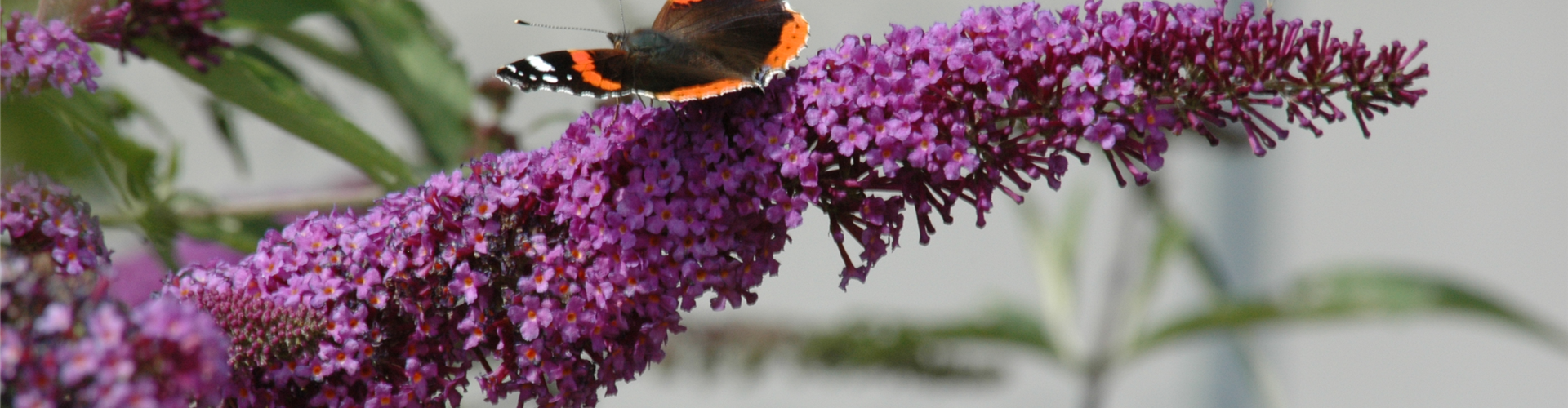 Schmetterling auf Sommerflieder