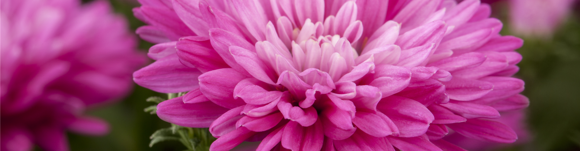Aster novi-belgii