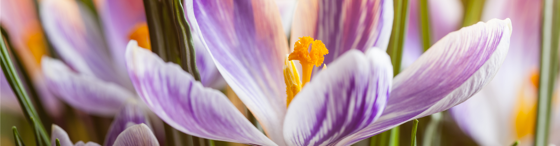 Crocus chrysanthus