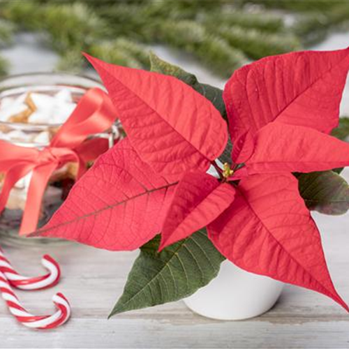 ZIMMERPFLANZEN ZU WEIHNACHTEN