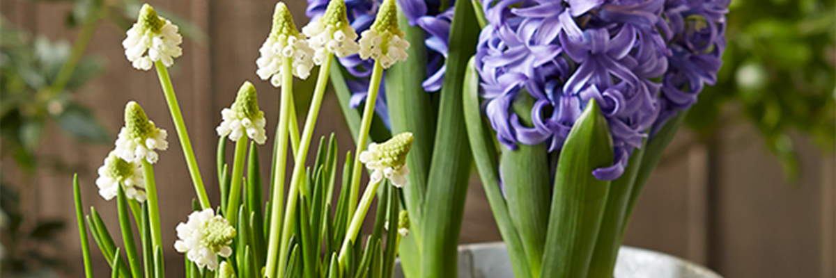 HALLO FRüHLING!