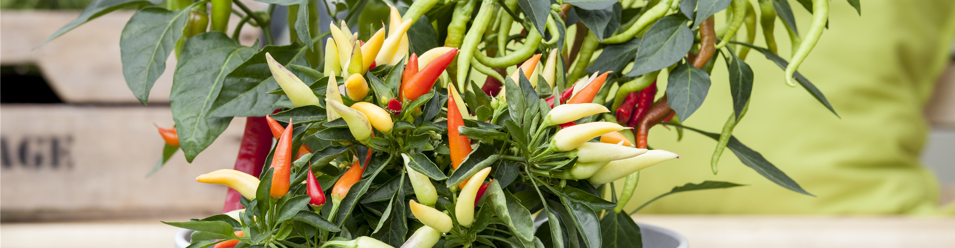 Capsicum annuum