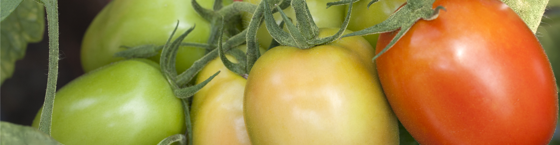 Solanum lycopersicum, pflaumenförmig