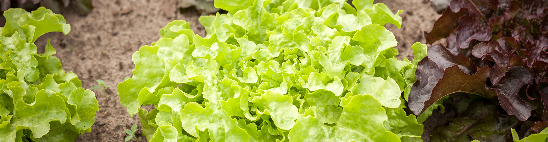 Salat