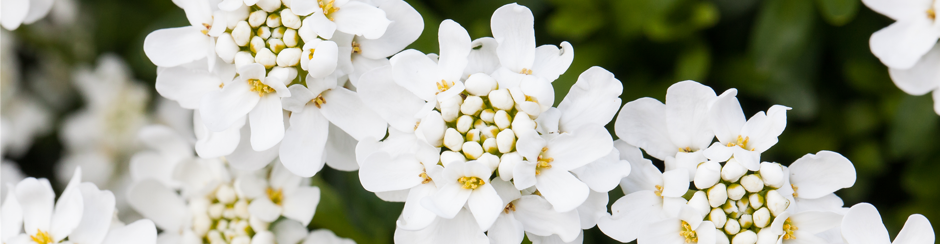 Iberis sempervirens 'Schneeflocke'