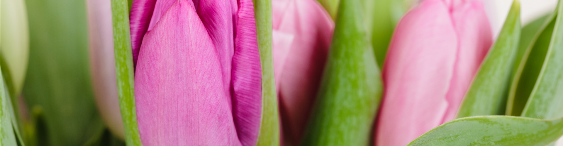 Tulipa