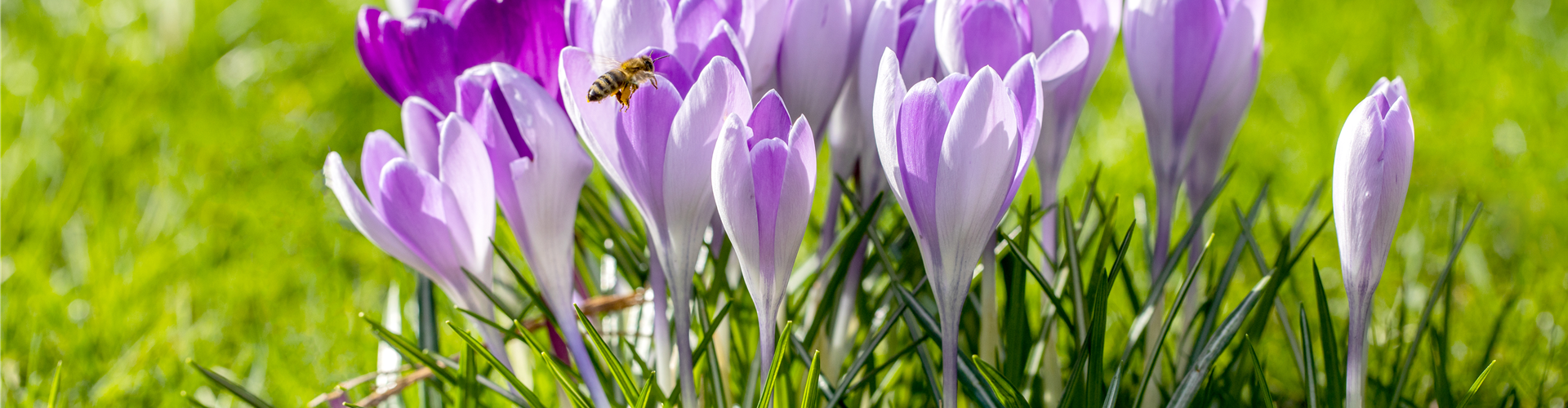 Crocus vernus