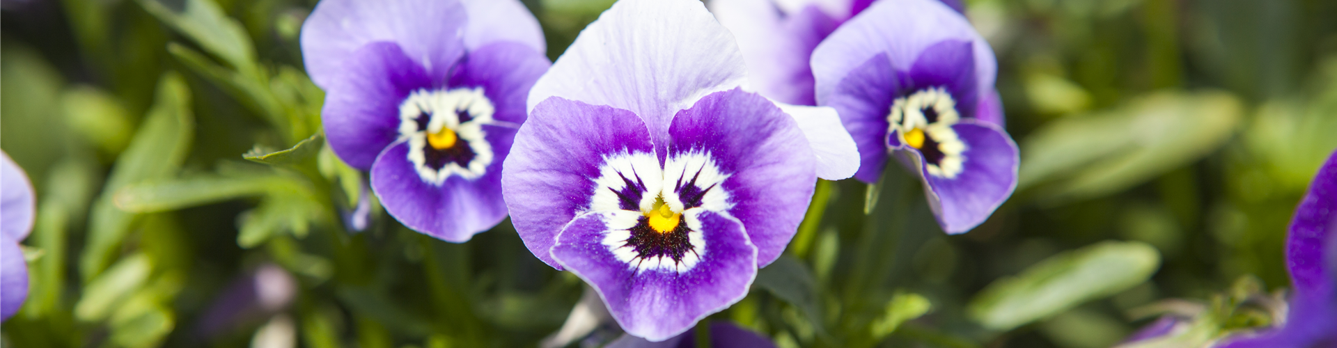Viola cornuta