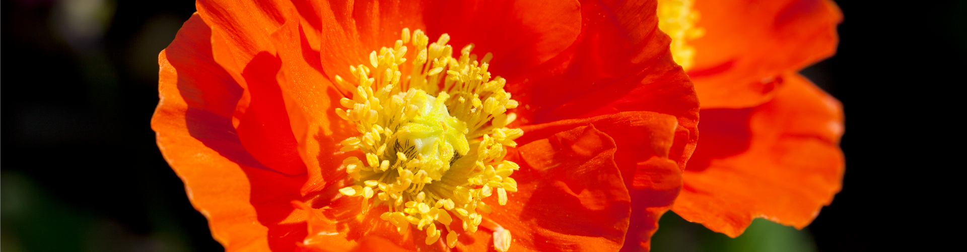 Papaver nudicaule