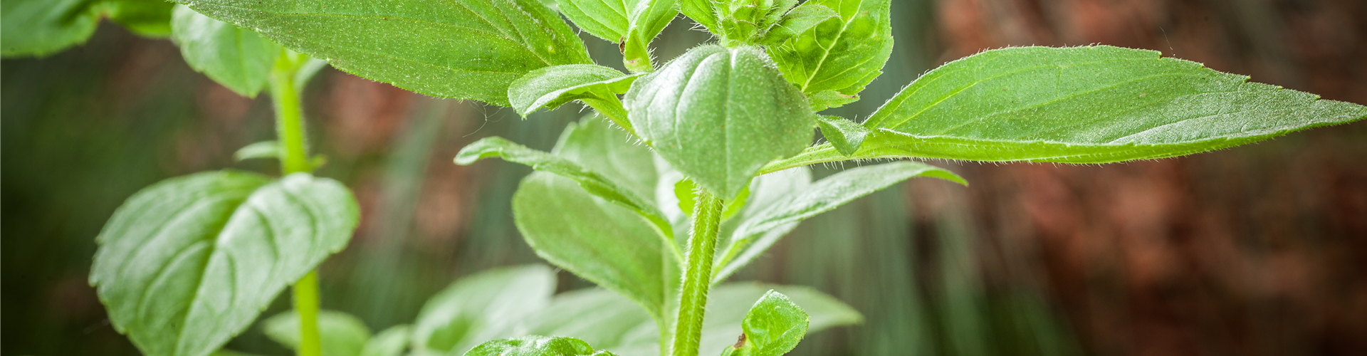Ocimum basilicum 'Magic White'
