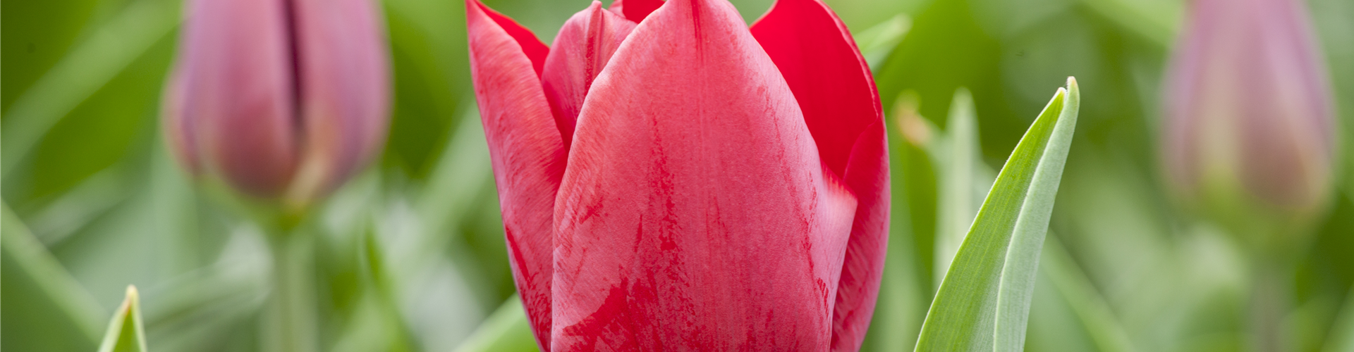 Tulipa 'Pallada'