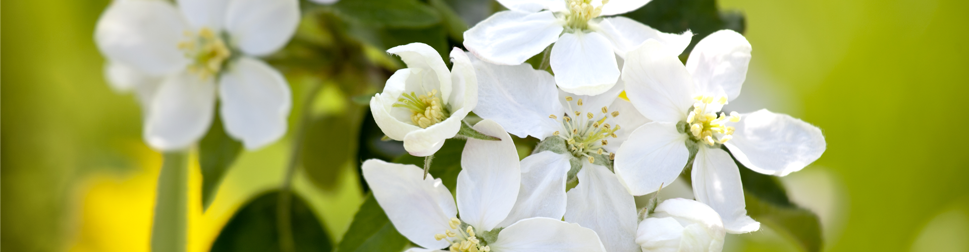 Malus domestica