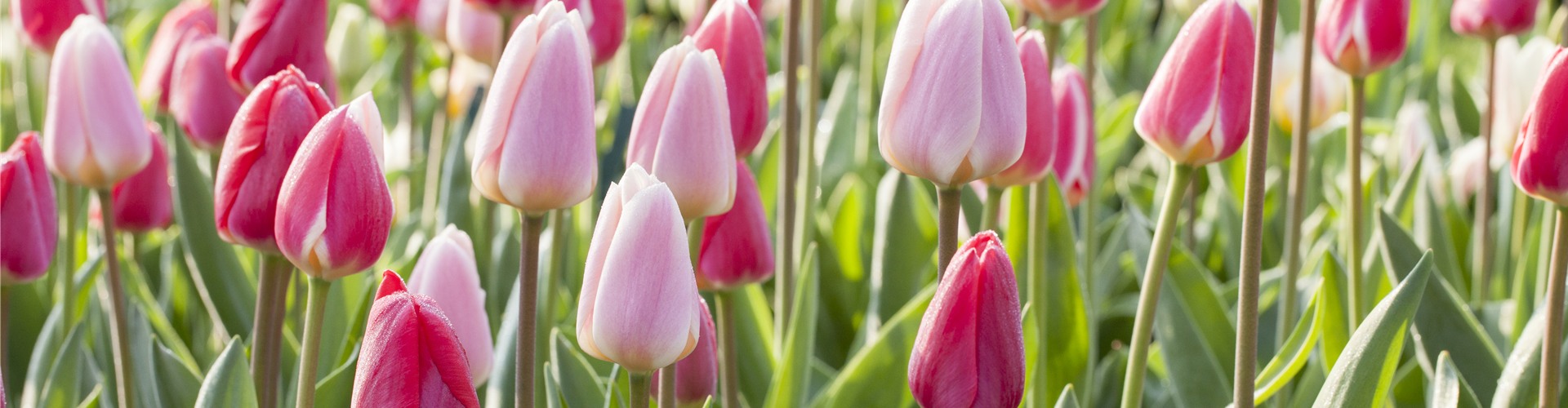 Tulpen