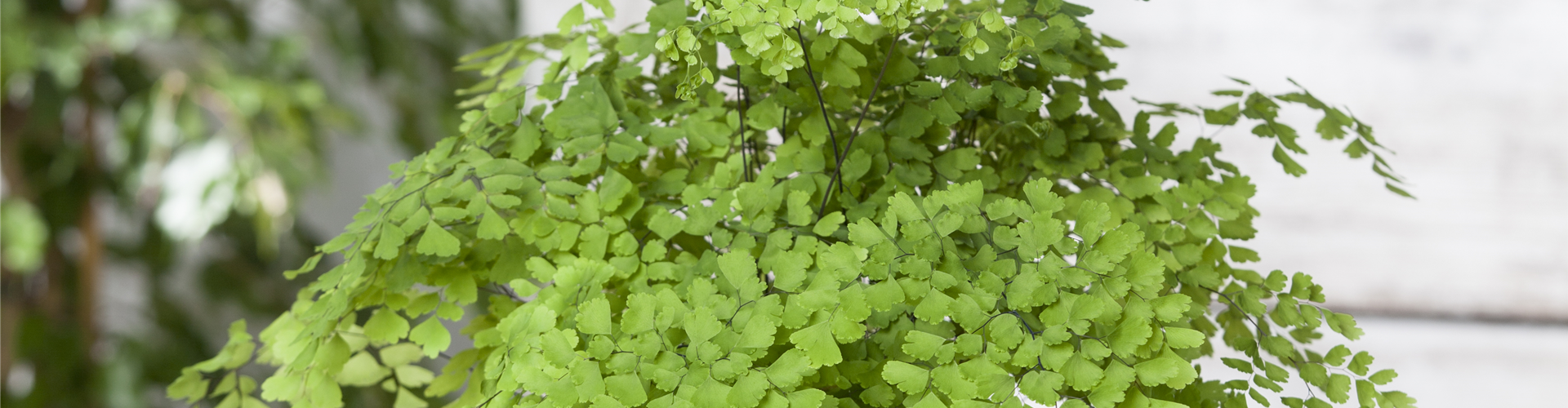 Adiantum raddianum