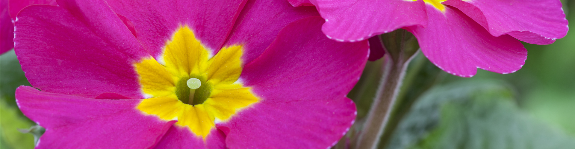 Primula vulgaris