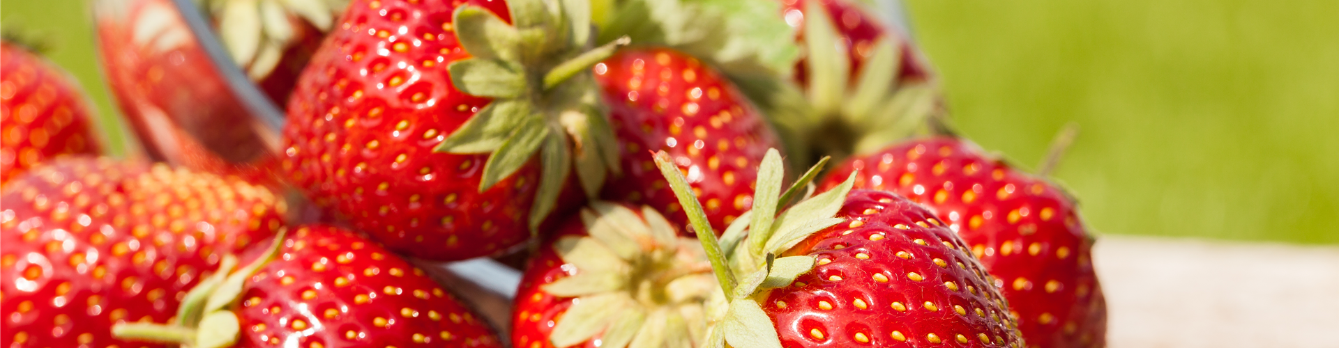 Fragaria x ananassa