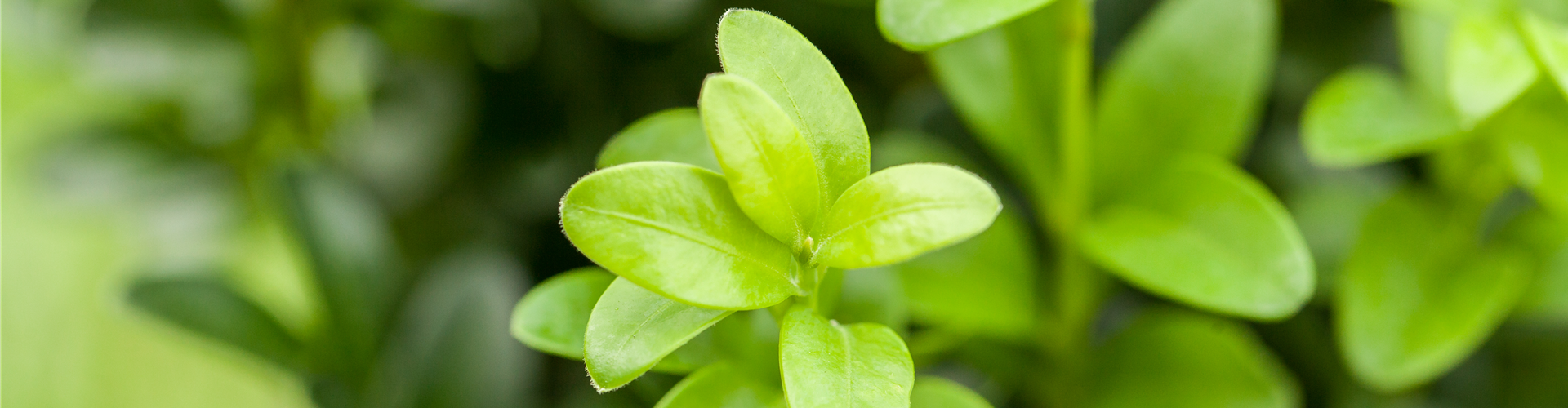 Buxus sempervirens