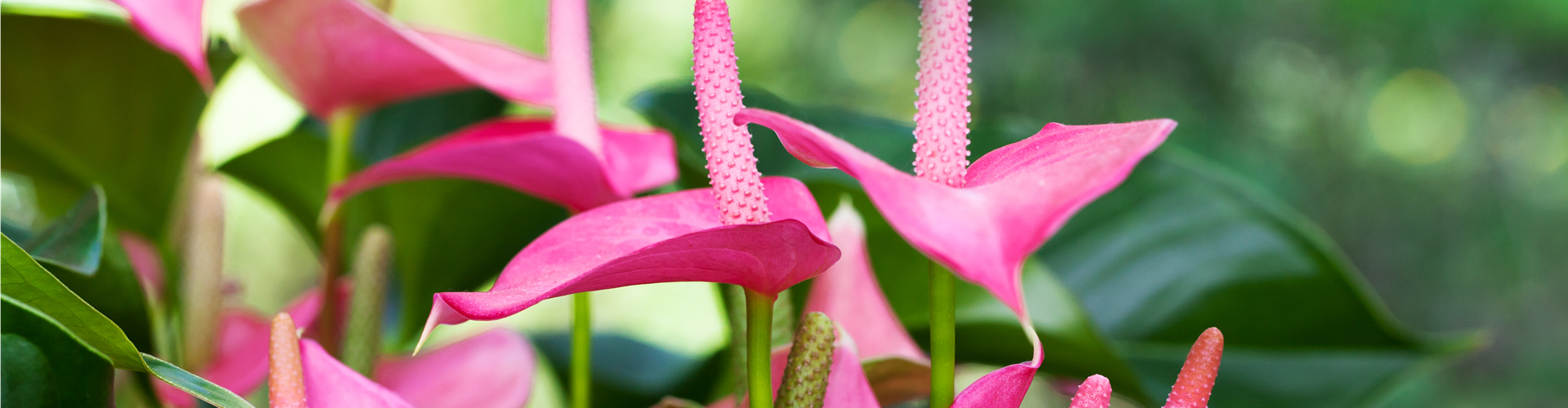 Anthurium x andreanum 'Pink Champion'