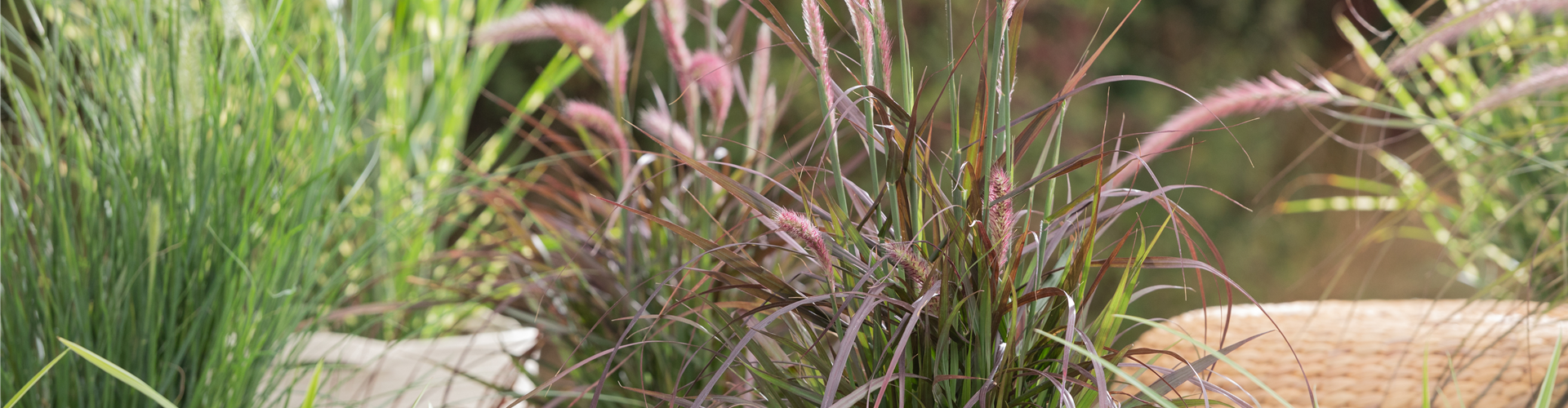 Pennisetum setaceum 'Rubrum'