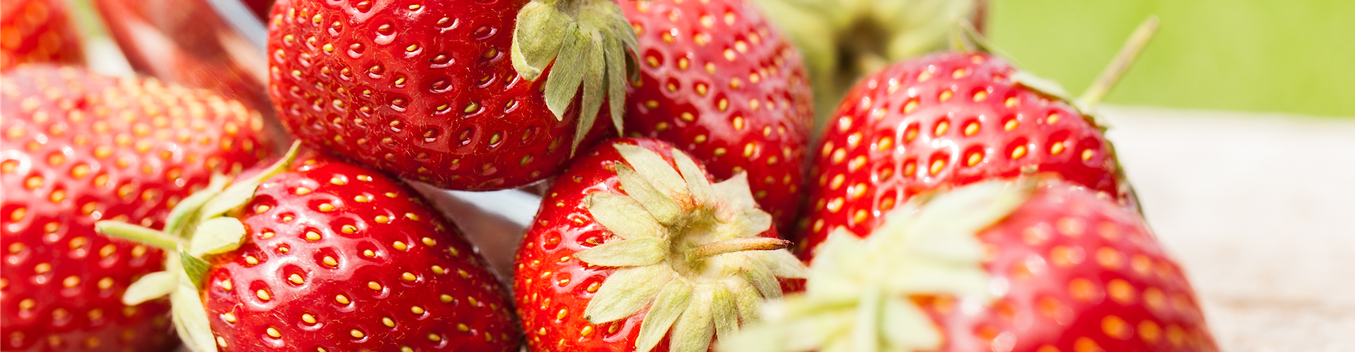 Fragaria x ananassa