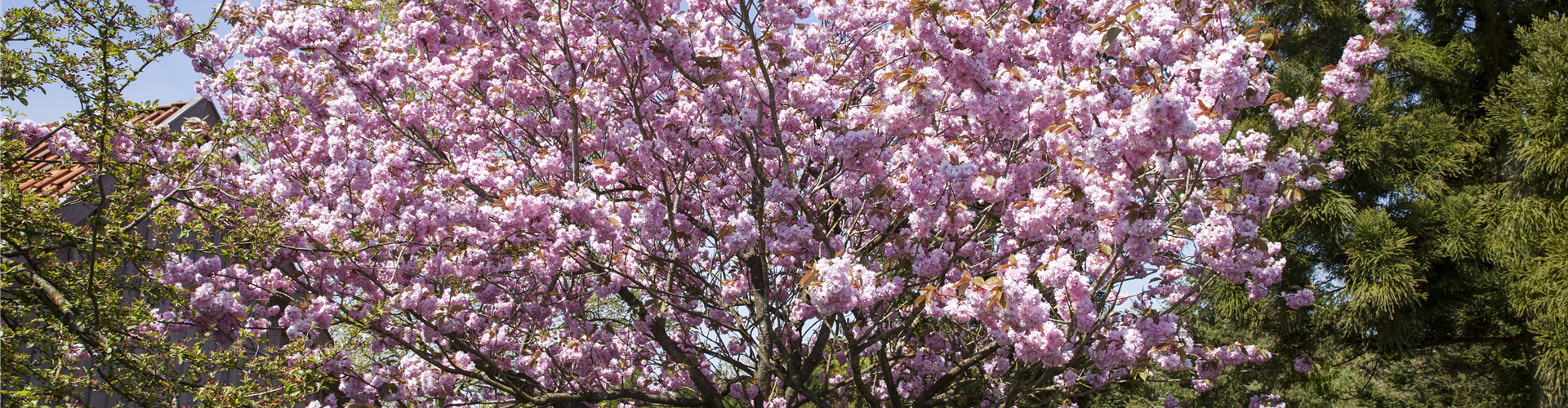 Prunus sargentii
