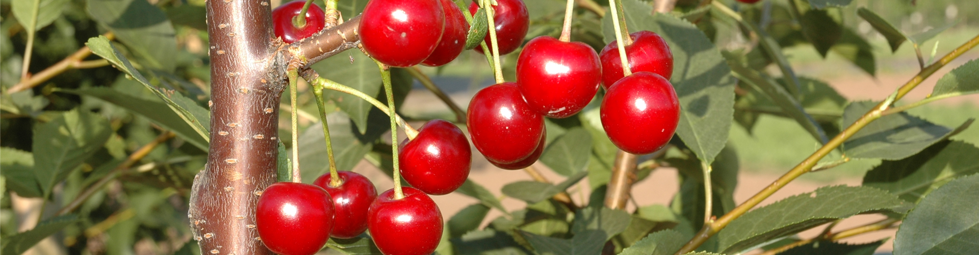 Prunus cerasus 'Topas'®