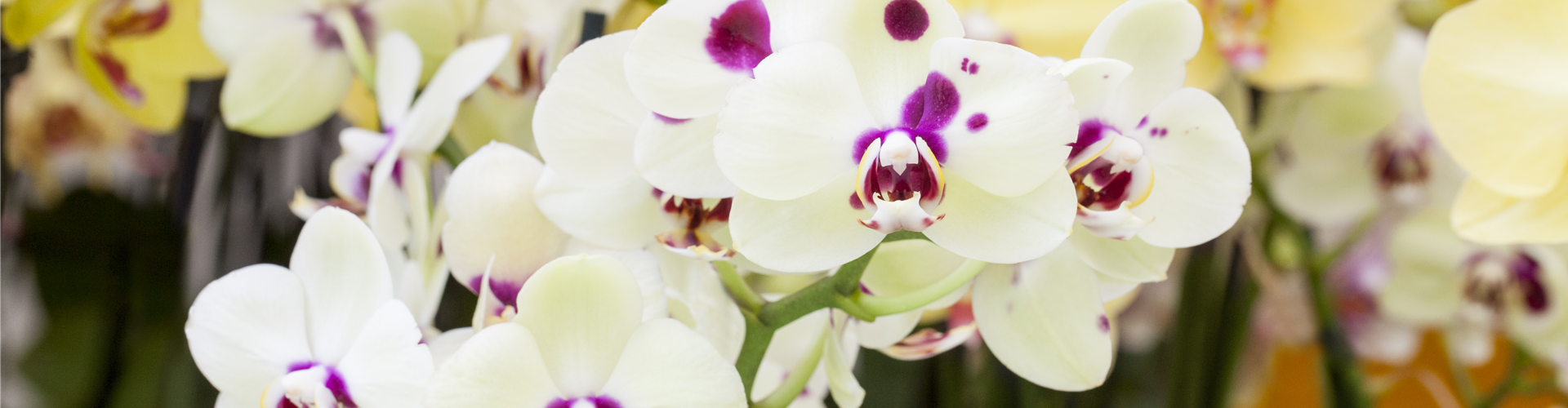 Phalaenopsis