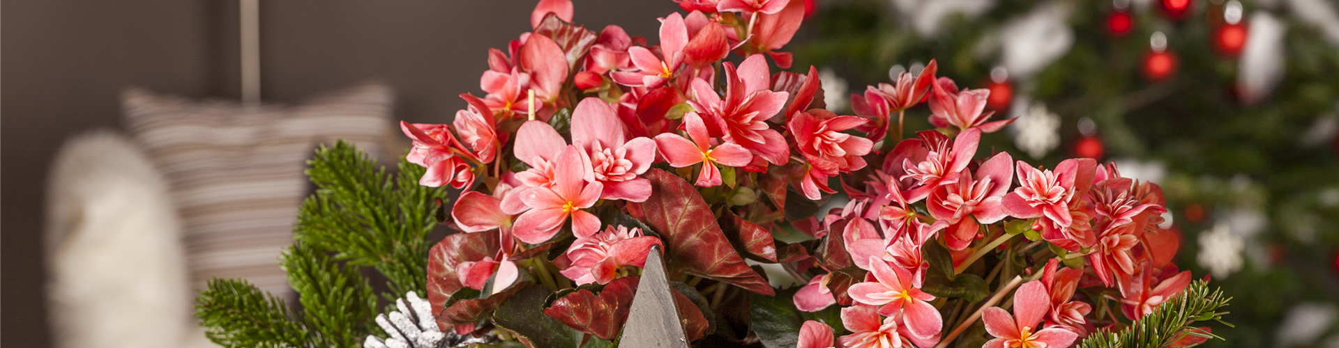 Begonia