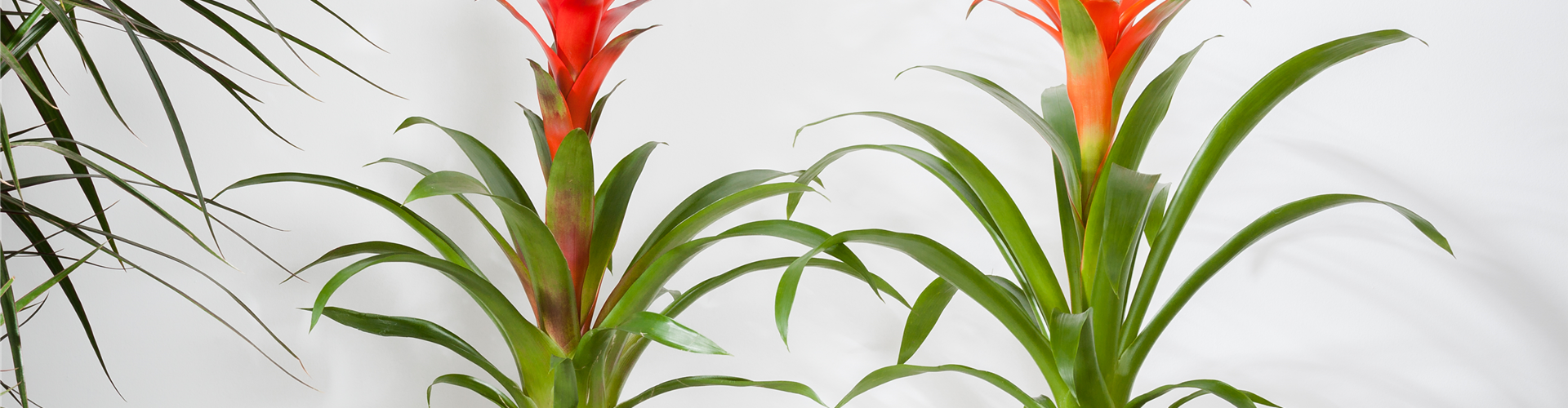 Bromelia