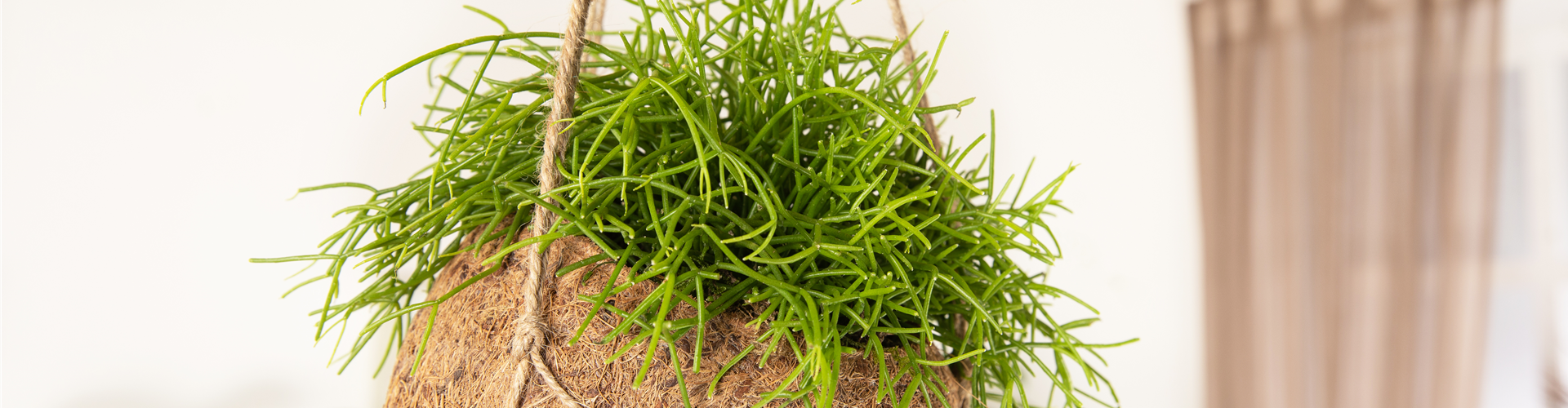 Rhipsalis baccifera