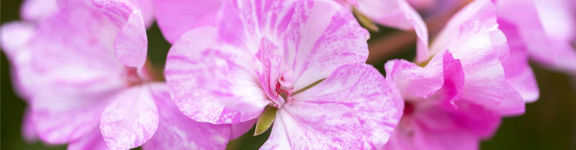 Pelargonium zonale