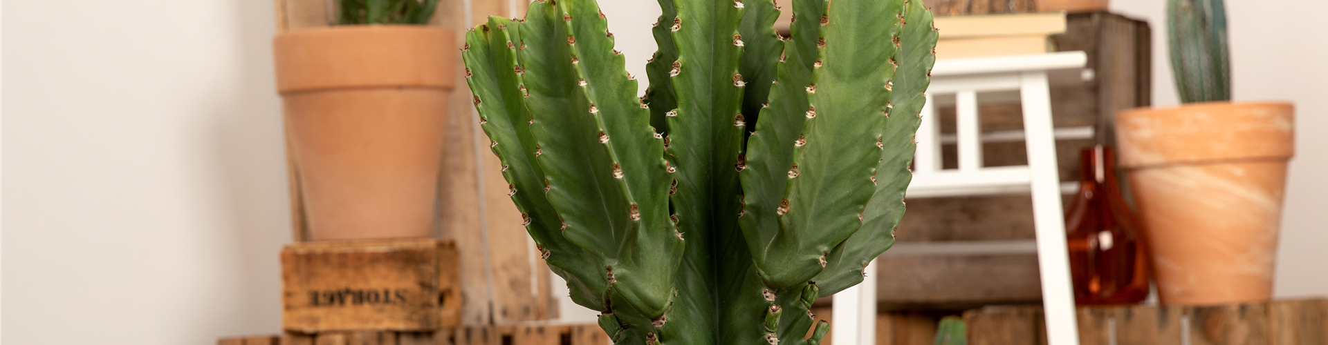 Euphorbia ingens