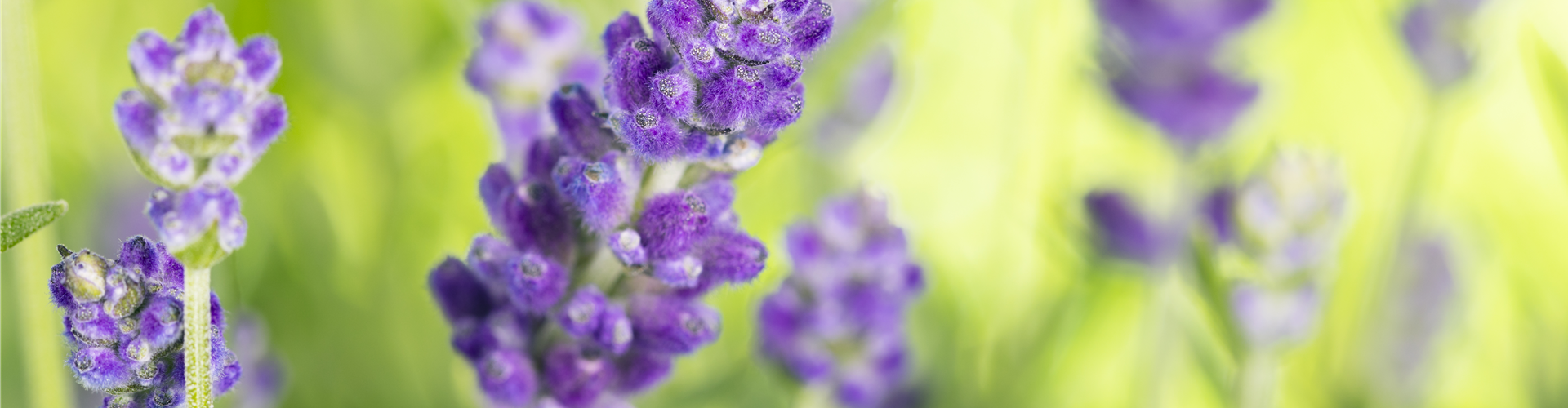 Lavandula angustifolia