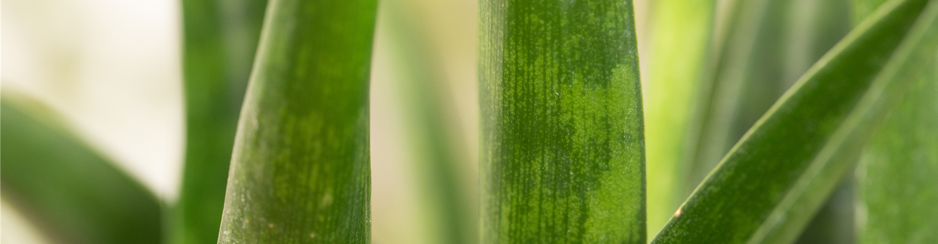 Sansevieria kirkii 'Friends'